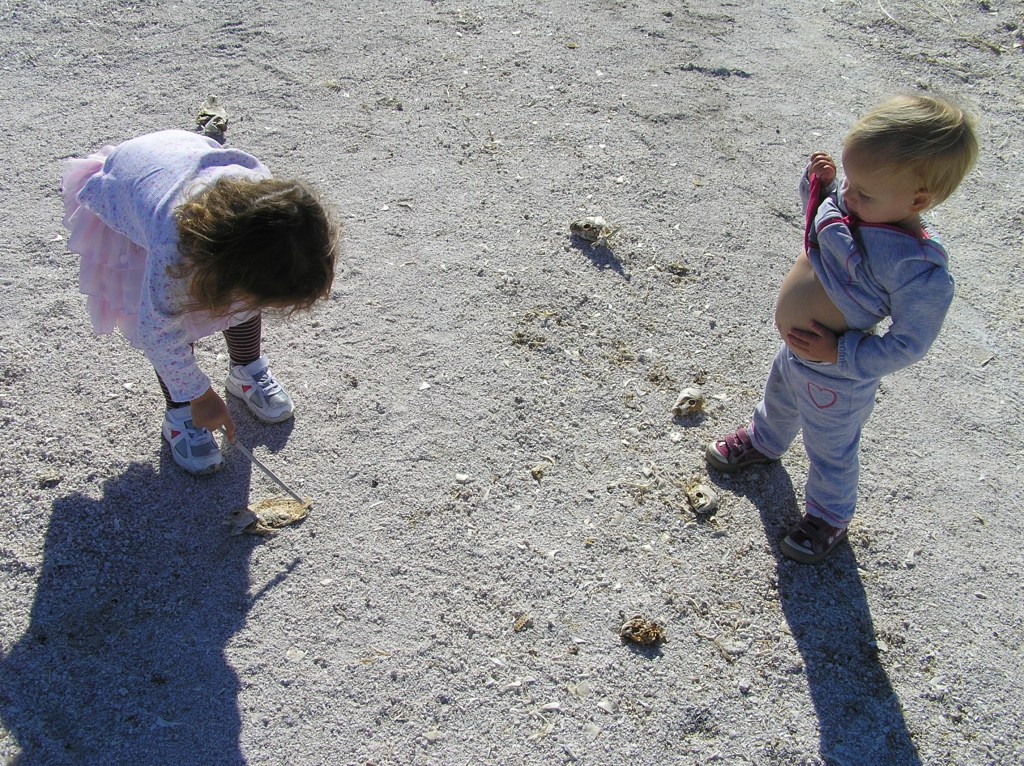 Find a stick.  Poke a fish, Wave it around until it falls off or goes flying off the tip.  Repeat.  The girls loved poking the fish.  We had to drag them away from this fun beach activity.