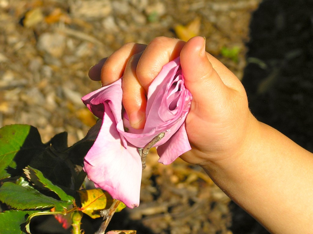Front yard rose- after.