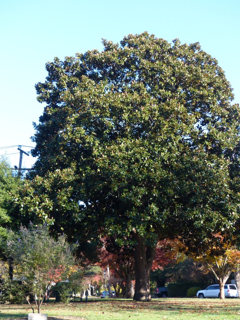 My local magnolia tree, which sparingly drops thick, glossy leaves.