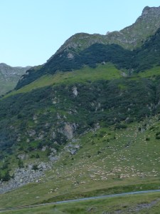 Remote grazing ground in along the Transfăgărășan highway in Romania.