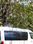 This young baboon moved in for a closer look at our baby carrier drying on the roof of the van after our excursion through the mist of the falls.